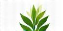 EcoSierra Logo